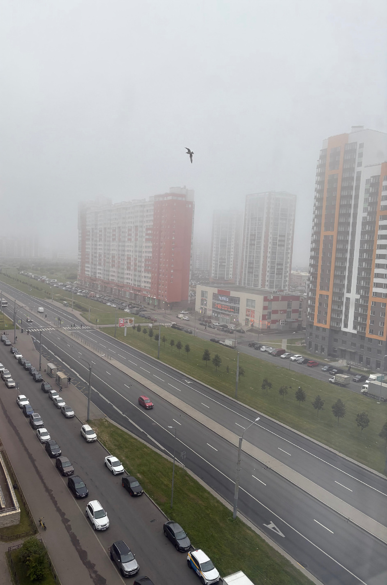 Туманное утро и чаечка