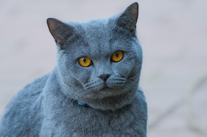 Тот самый кот 