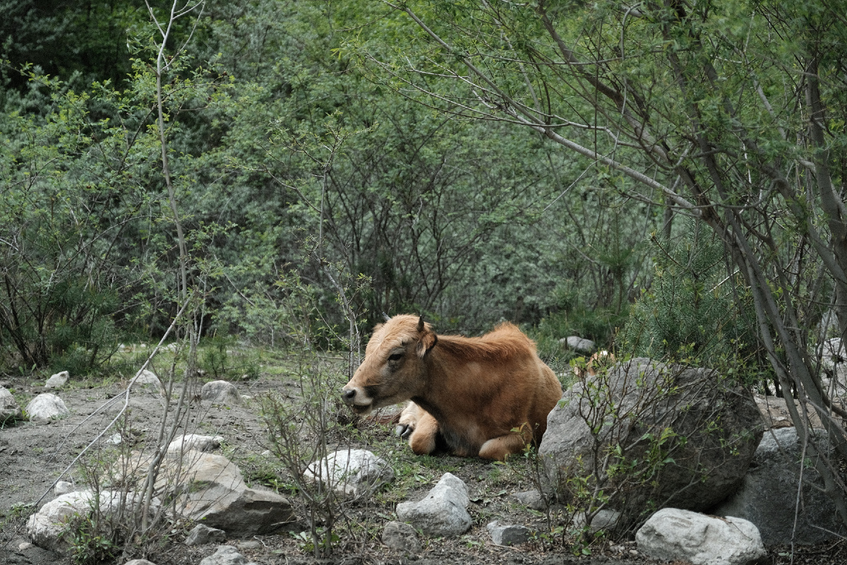 Опять туристы... Ну сколько уже можно тут шастать...