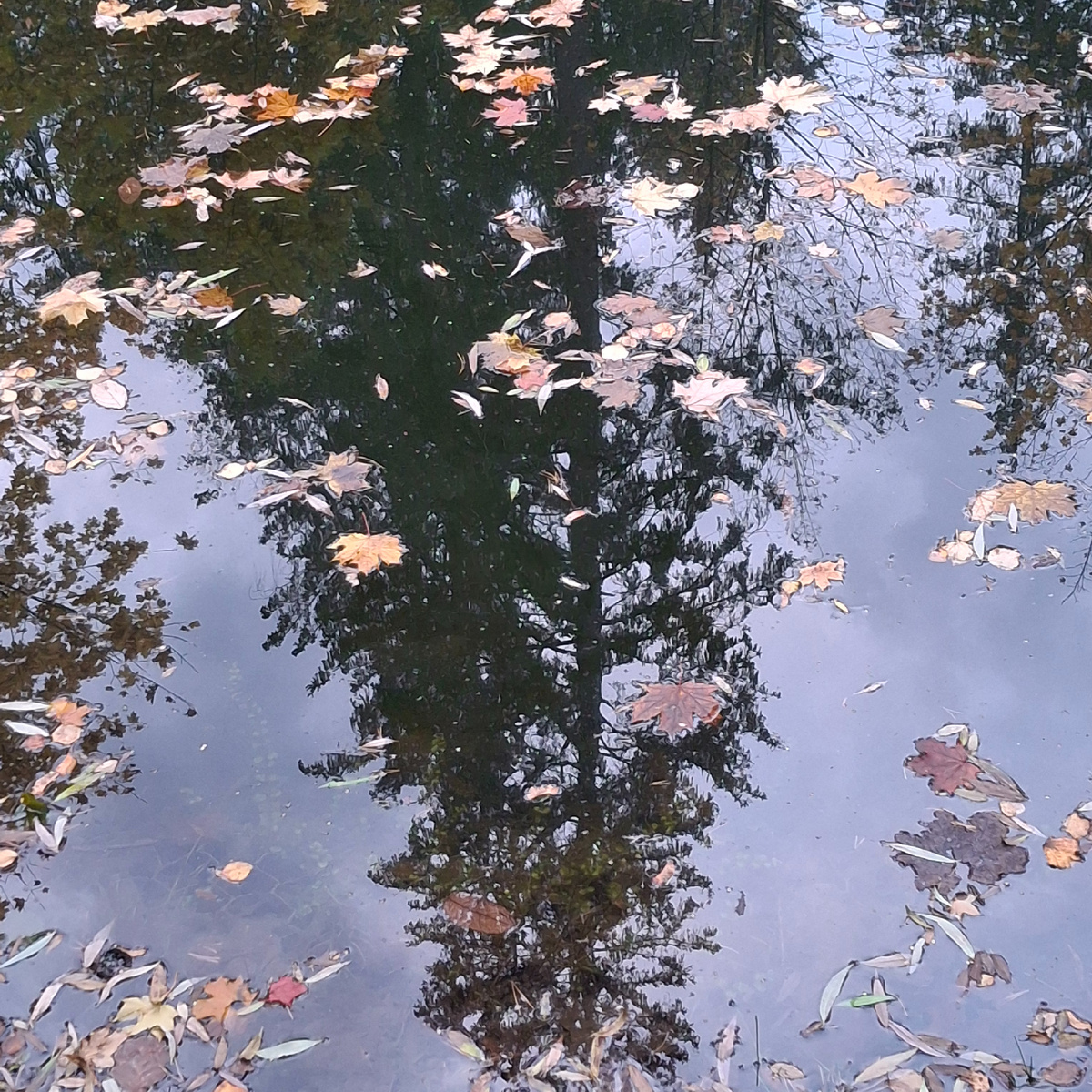 Пруд в Переделкино