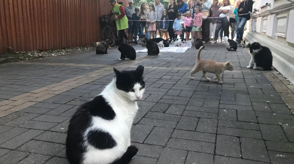    ОТКРОЙТЕ ДЛЯ СЕБЯ КОШКАВЕЛЬНЫЙ ГОРОД РОССИИ ГДЕ МУЖЕСТВО И МЯГКОСТЬ ВСТРЕЧАЮТСЯ ВМЕСТЕ