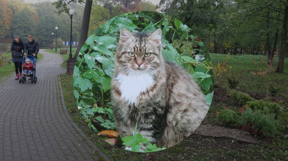    ОТКРОЙТЕ ДЛЯ СЕБЯ КОШКАВЕЛЬНЫЙ ГОРОД РОССИИ ГДЕ МУЖЕСТВО И МЯГКОСТЬ ВСТРЕЧАЮТСЯ ВМЕСТЕ