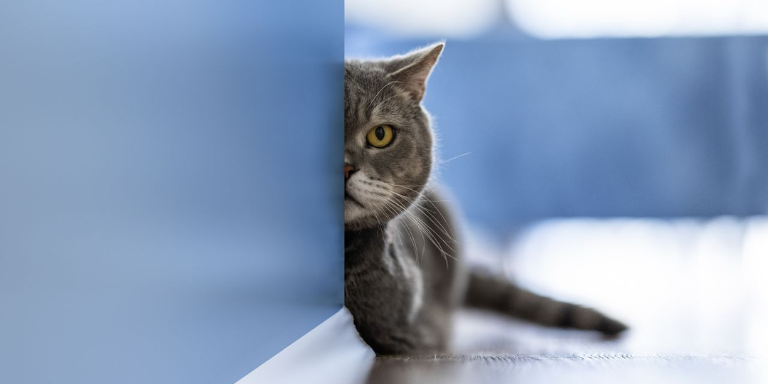 😸10 кошачьих привычек, которые мы никогда не поймём (но всё равно любим)