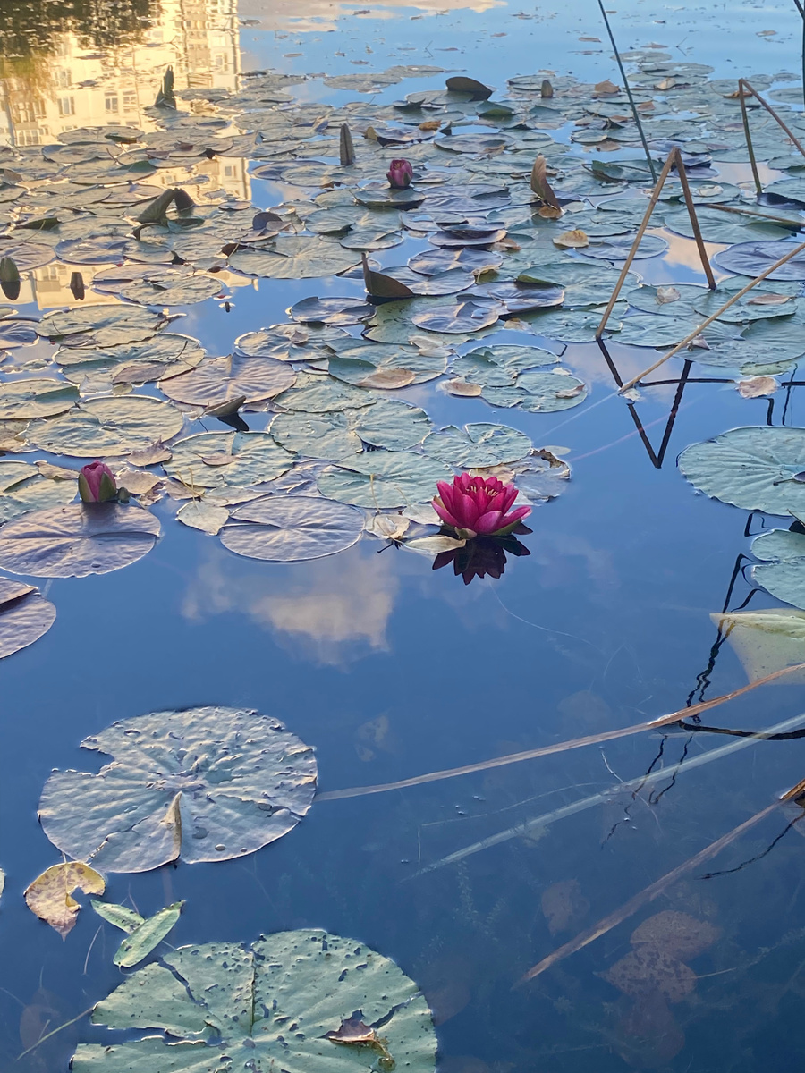 Фото автора. Кувшинки у нас в пруду, в парке