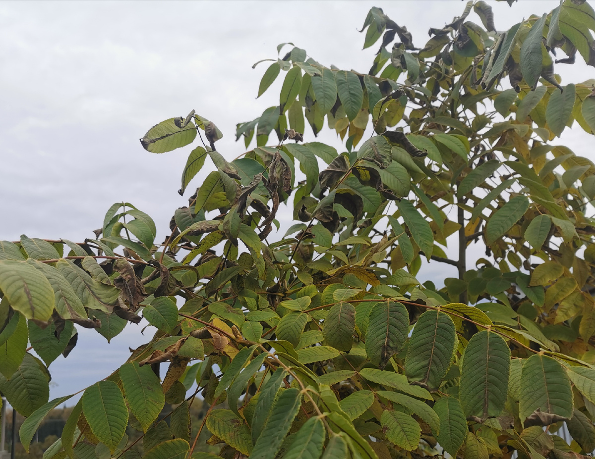 Орех маньчжурский