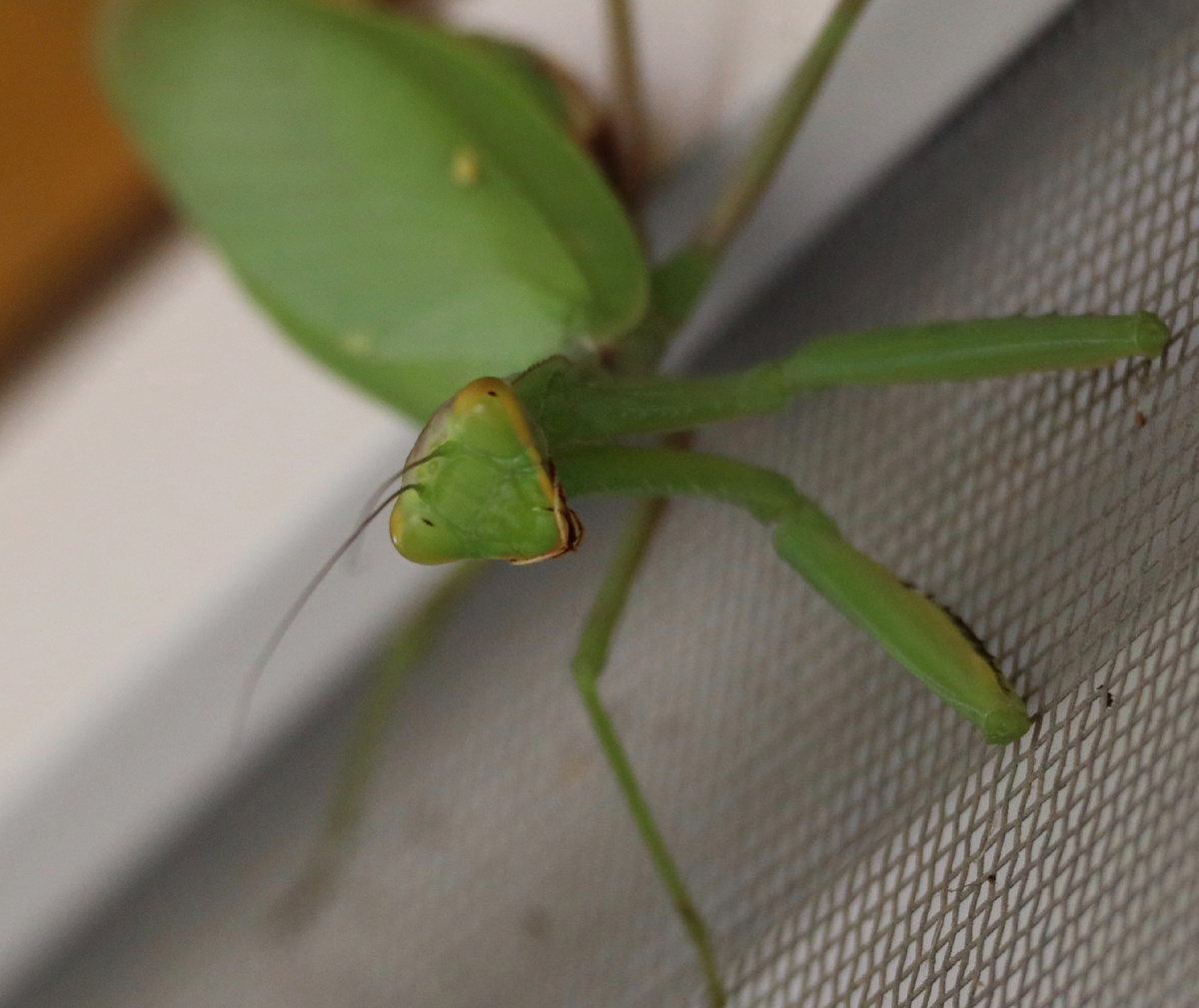 Начнем с улыбки богомола. Вы тоже ее видите? А еще зрачки😊