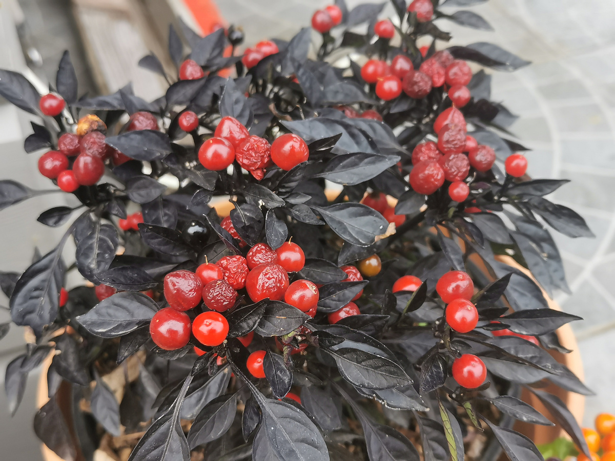 Черный Жемчуг