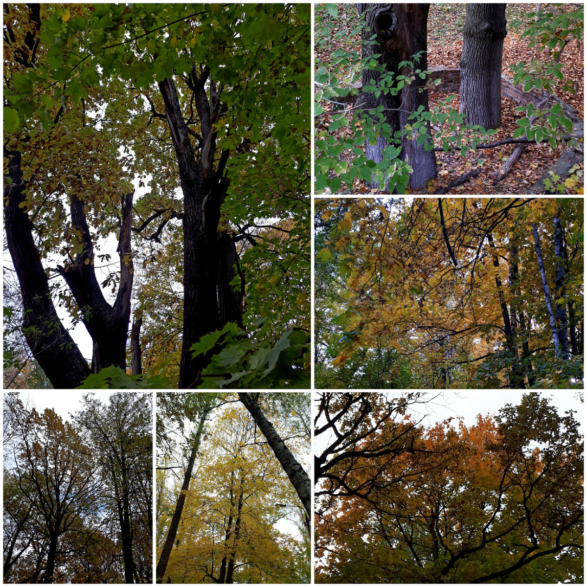 Коллаж автора 04.10.2025г.