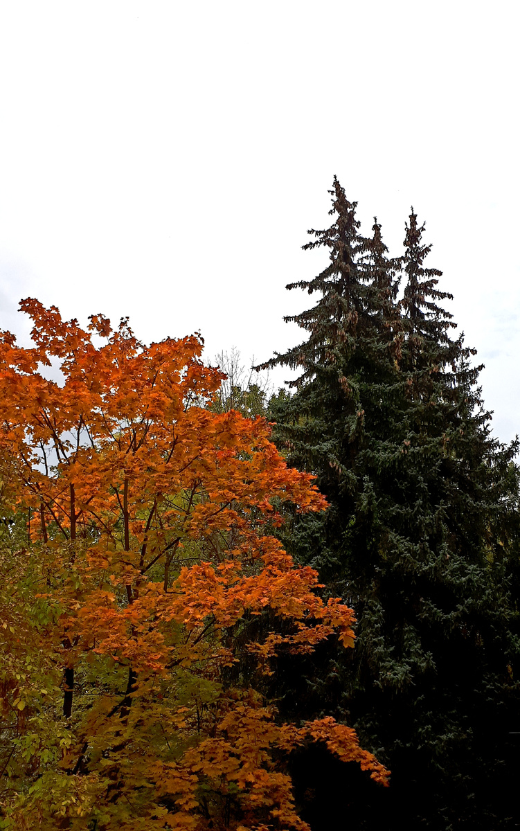 Фото автора 04.10.2025г.