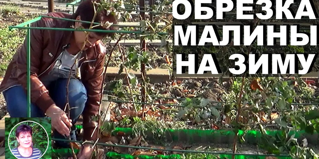 Когда как обрезать ремонтантную малину на зиму правильно