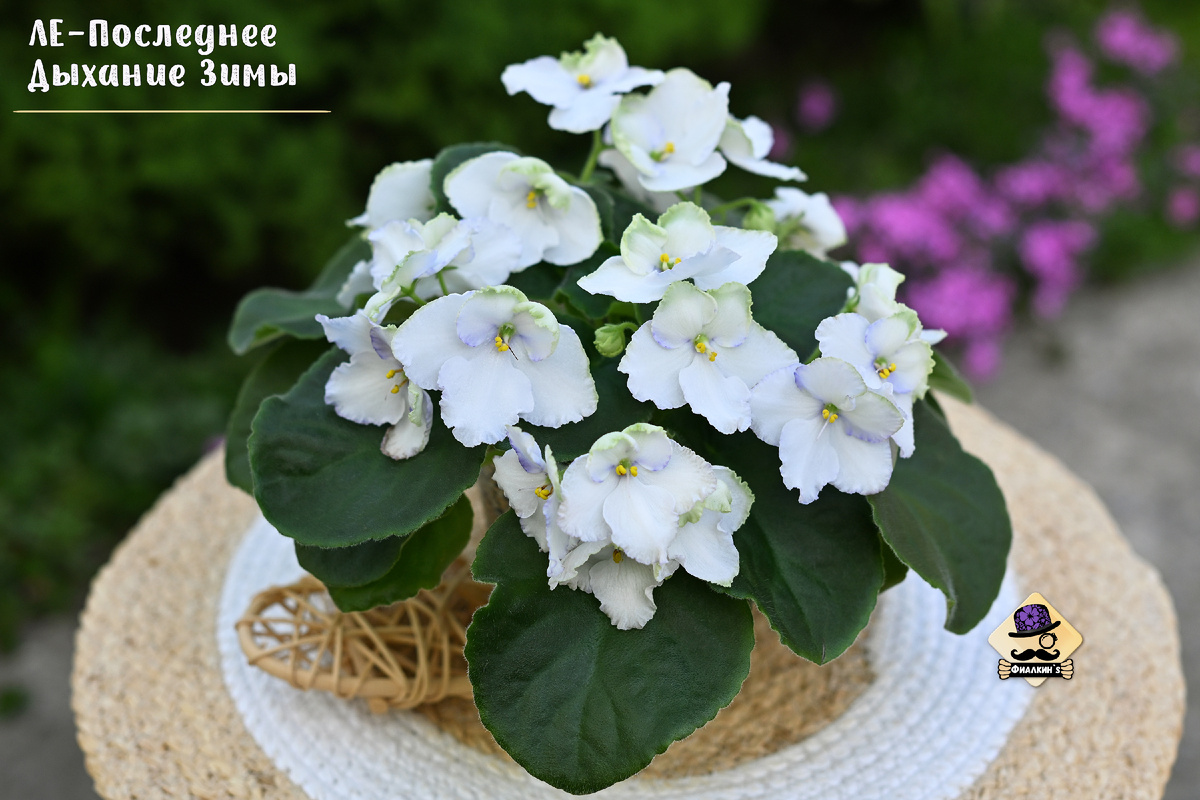 #ЛЕПоследнееДыханиеЗимы | Из коллекции сортовых фиалок ФИАЛКИНС
