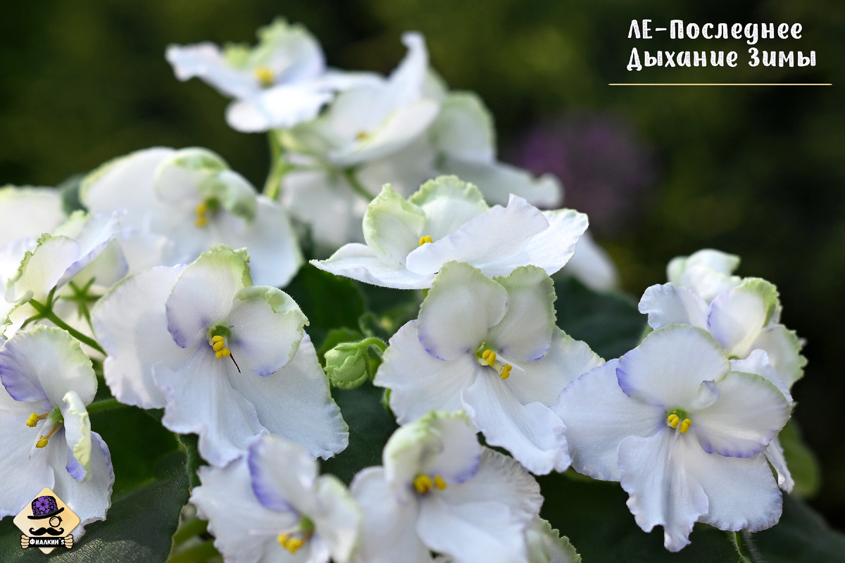 #ЛЕПоследнееДыханиеЗимы | Из коллекции сортовых фиалок ФИАЛКИНС