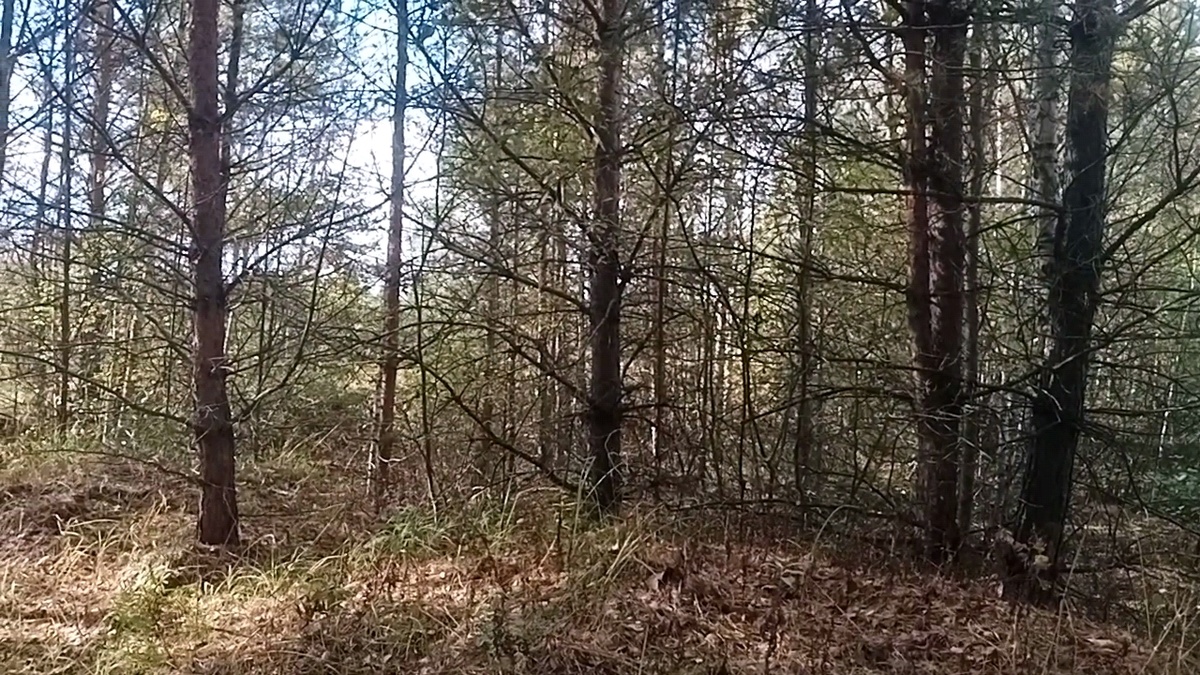 Осенний лес. 