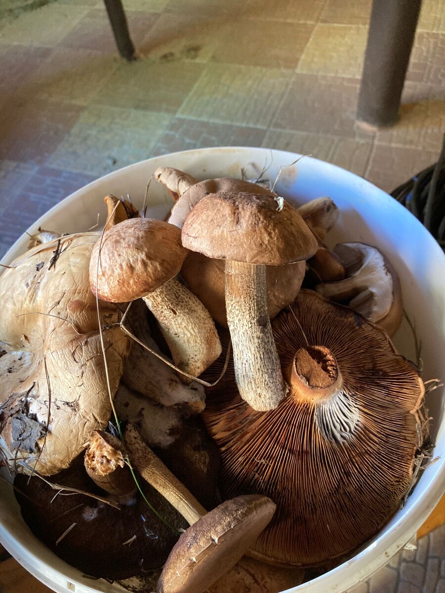 Вот какие красавцы;