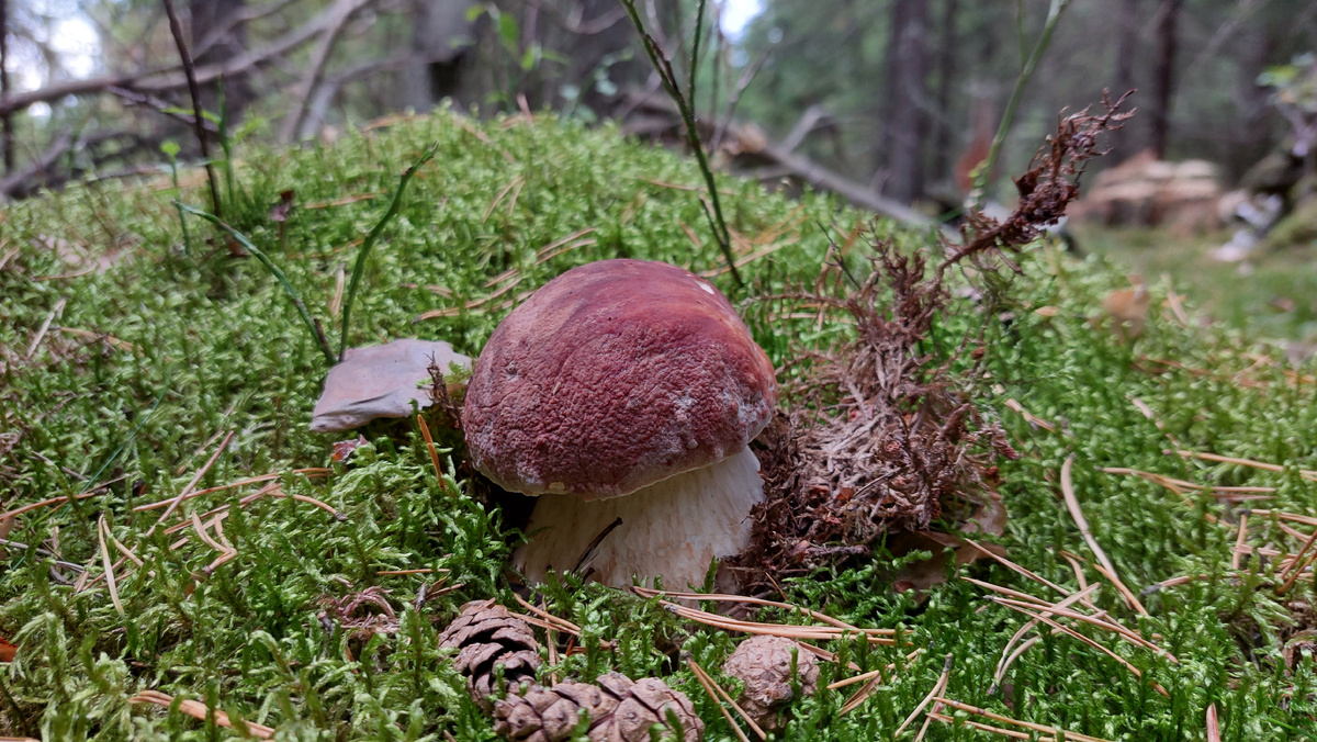 чистенький боровичок