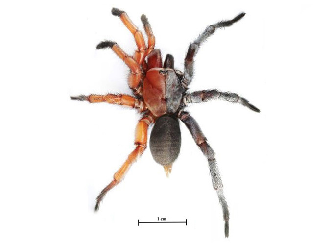 Гинандроморфный паук Damarchus inazuma.
