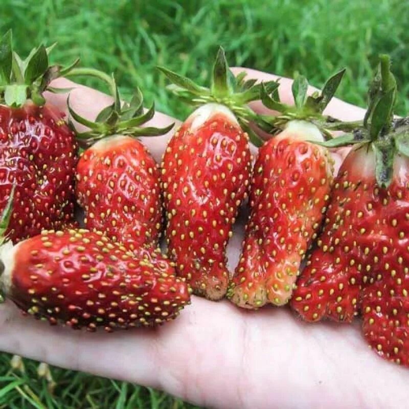 Это фото не мое, своего не нашла, но выглядит именно так.