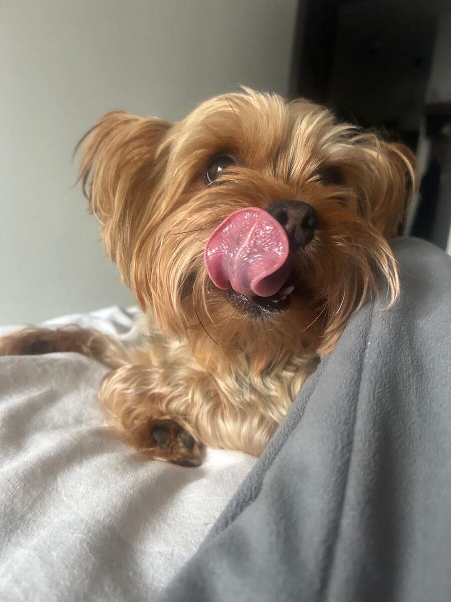 Не все собачки сразу бегут ласкаться, некоторые показывают долго свой нрав, но когда оттаивает их сердце, становится лучшими друзьями тебе. 