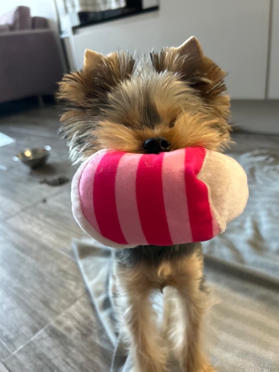 Очень преданные, смешные, с характером собачки 