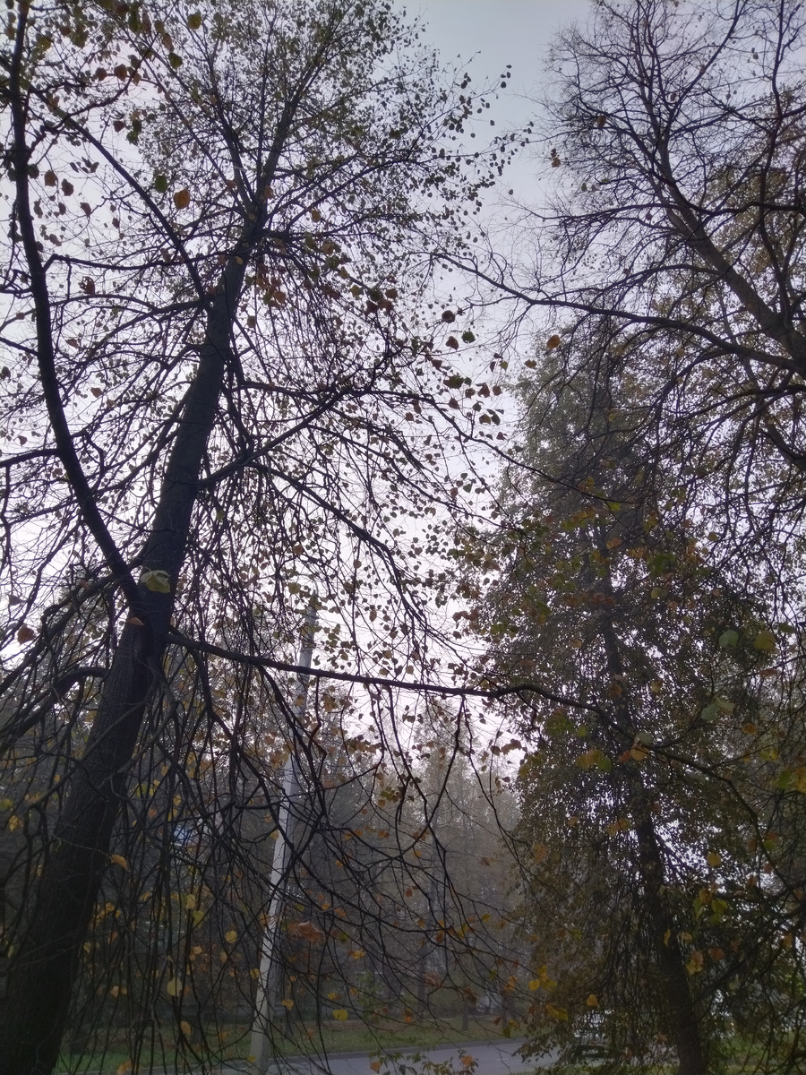 Липы - одни из главных дезертиров!