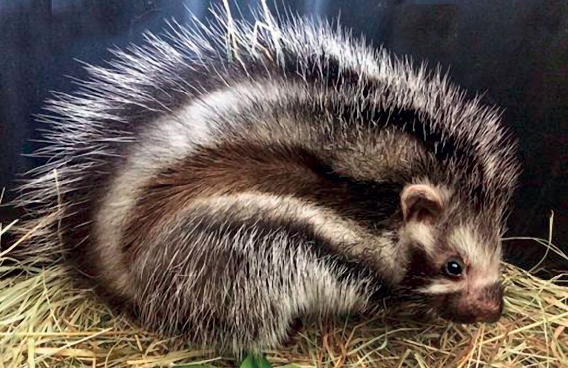 - Да ну что вы? Какая опасность? Я просто беззащитная милашка... 