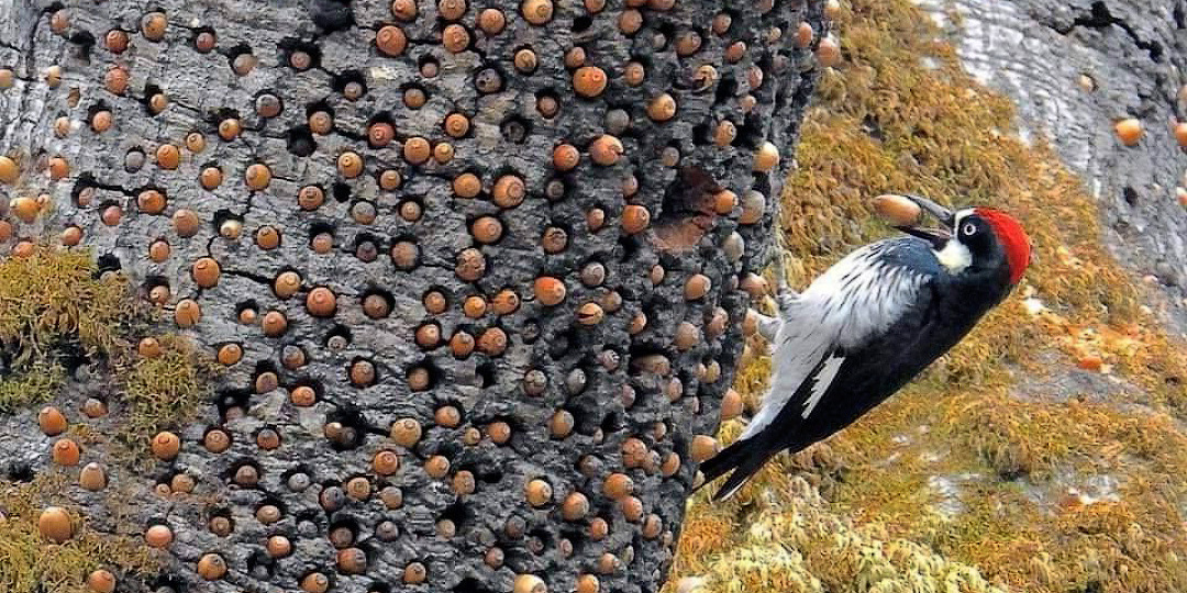 Архитекторы трудового экстаза