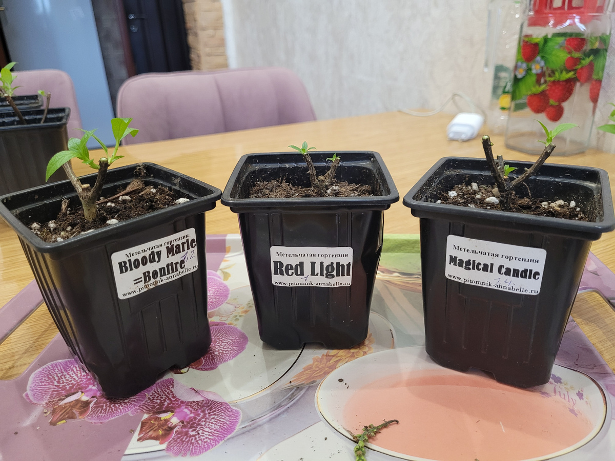 Низкая обрезка гортензий ( на 1-2 почки)