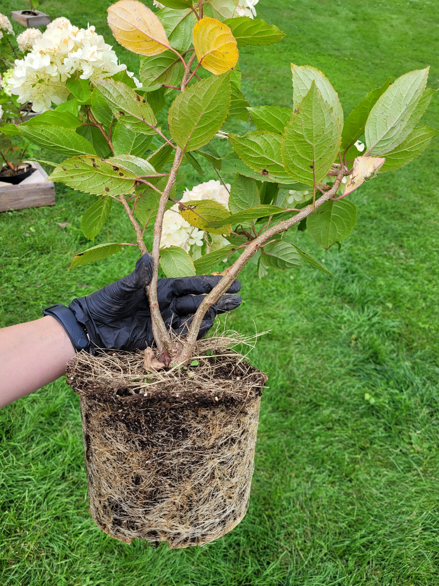 Освоив горшок С3 растение можно пересадить в открытый грунт либо горшок большего размера.