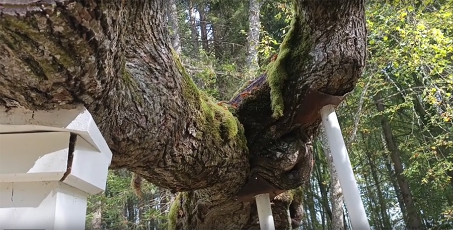 СТАРИННАЯ ЛИПА В МУЗЕЕ-УСАДЬБЕ с. БЕРНОВО