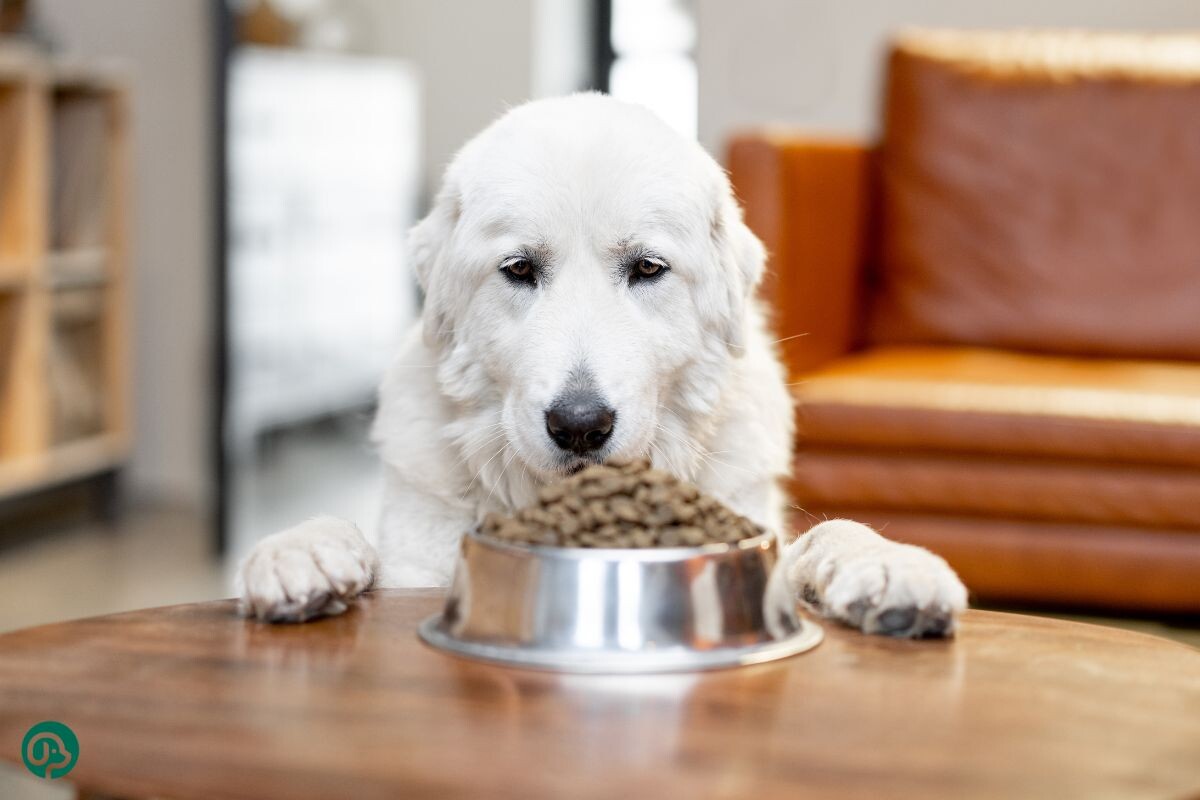 Как научить собаку есть по команде