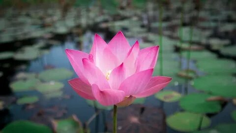 9источник изображения тут: https://www.youtube.com/watch?app=desktop&v=MiCl0igQ6_0)