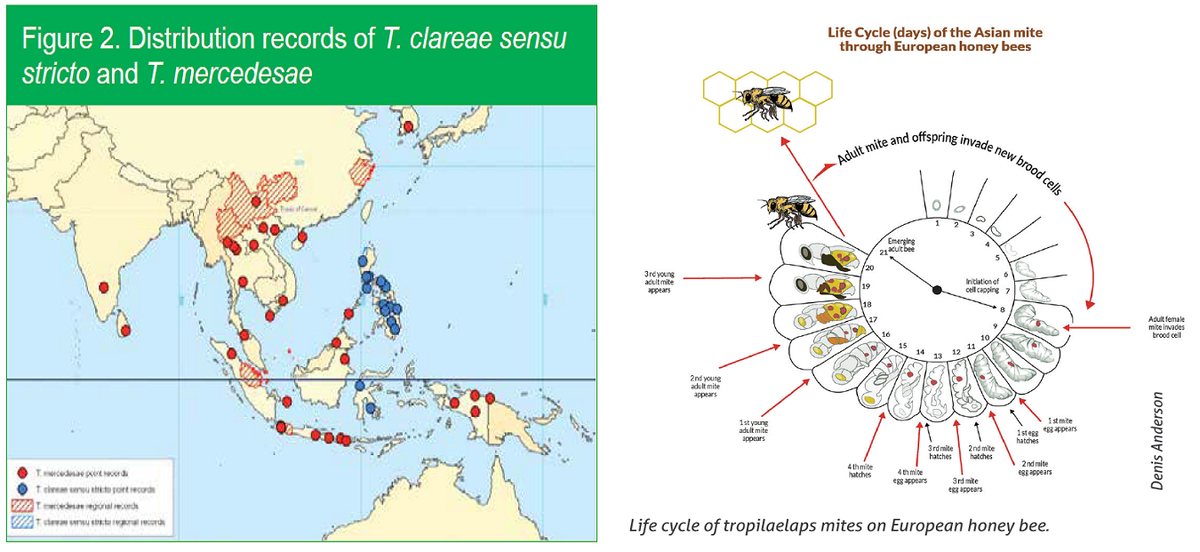 Рисунок 1   Родина клещей  Tropilaelaps и цикл его развития на пчеле