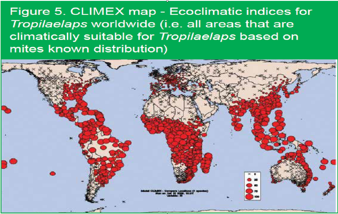 Рисунок 2 - Потенциальные зоны поражения медоносных пчел клещами Tropilaelaps
