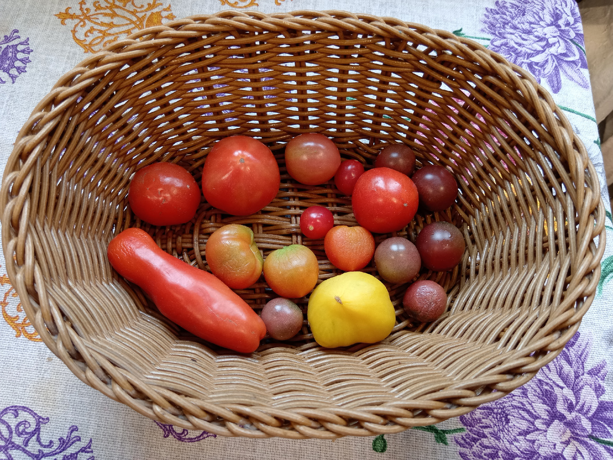 Помидорное разноцветье.