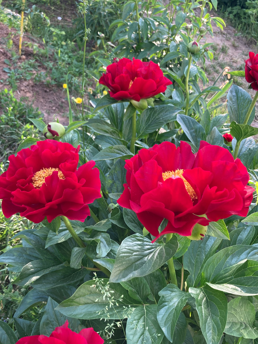 Редко какой пион имеет такое единодушие в отзывах - "Я сегодня получила и посадила пион Макинак Гранд. Влюбилась в него", "Красив необычайно, красив на всех стадиях роста", "невероятно красиво!"