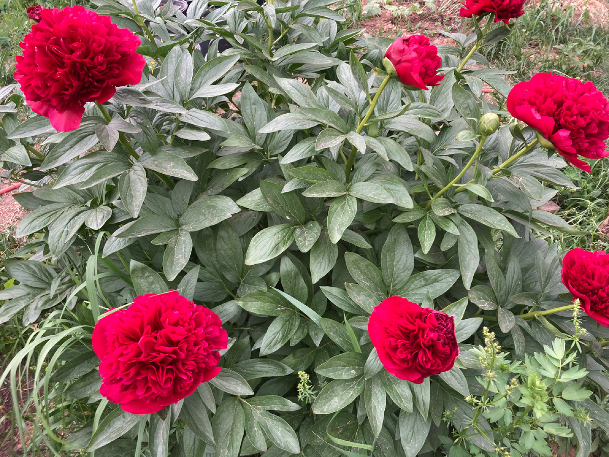 На форумах ее относят к классическим красным пионам, хотя интернет-магазины упорно видят (я-нет) оранжевый подтон