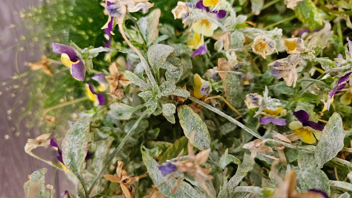 Мучнистая роса - та еще зараза