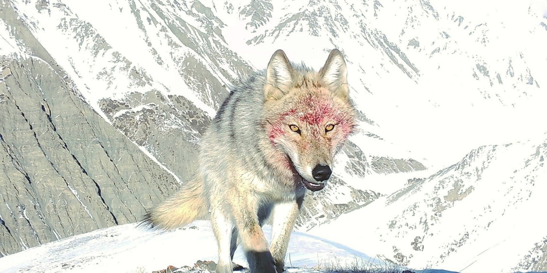 Кастерский волк: как один хищник 9 лет мстил фермерам, издевался над охотниками и держал в страхе весь округ