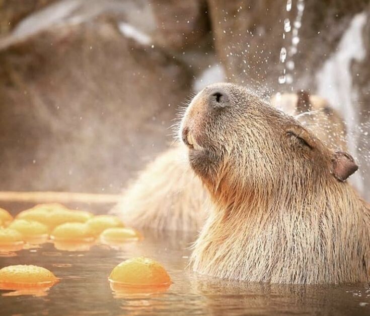 Взято на просторах интернета