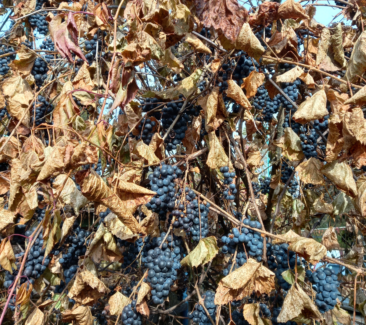 Очень необычно встретить в Подмосковном лесу виноградную лиану, обвешанную гроздями. 