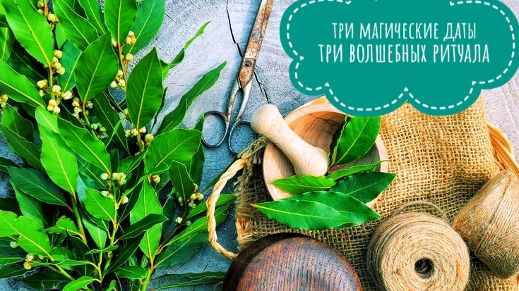 Ритуалы с лавровым листом на богатство, любовь и удачу