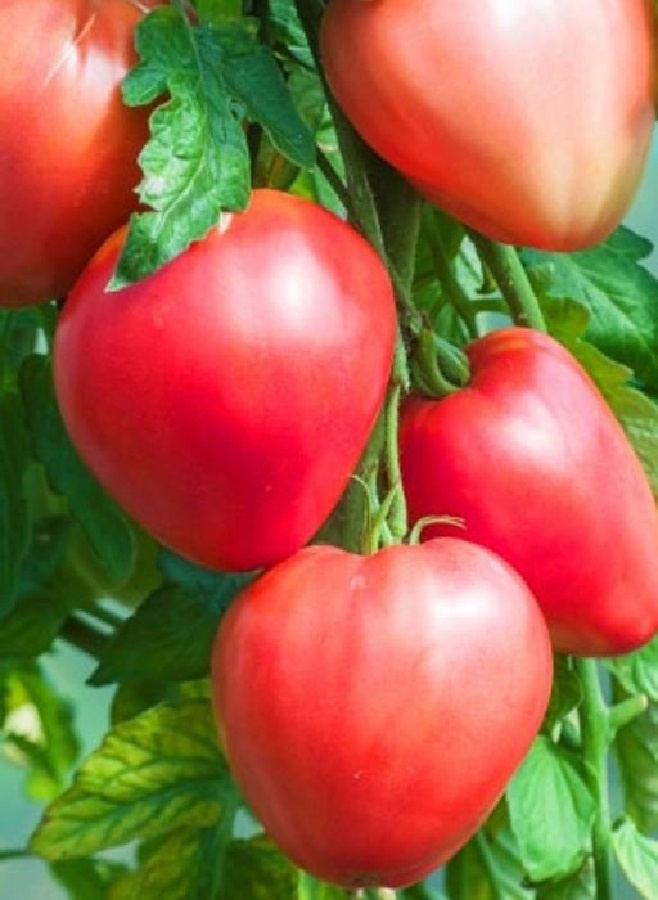 Отличные томаты