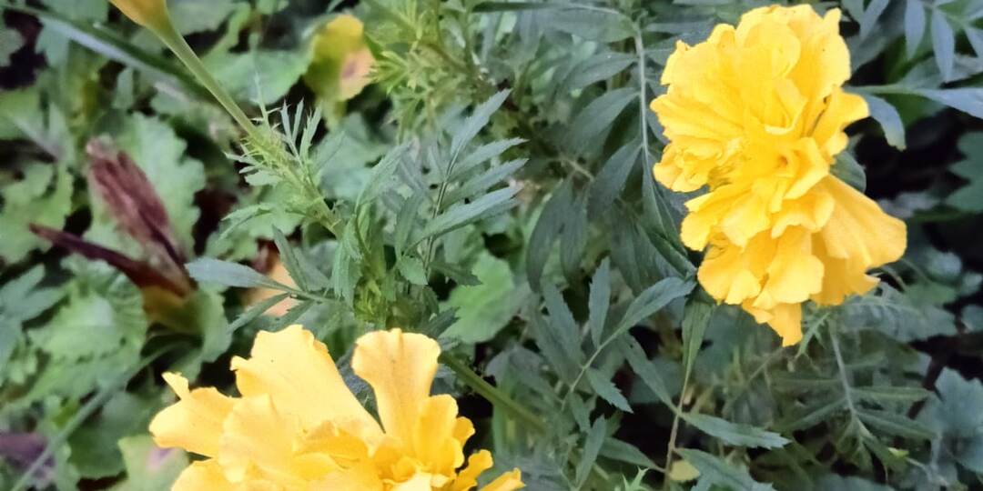 Трое их. А каждый сам по себе. Не сложился букет. Не выходит семейного счастья