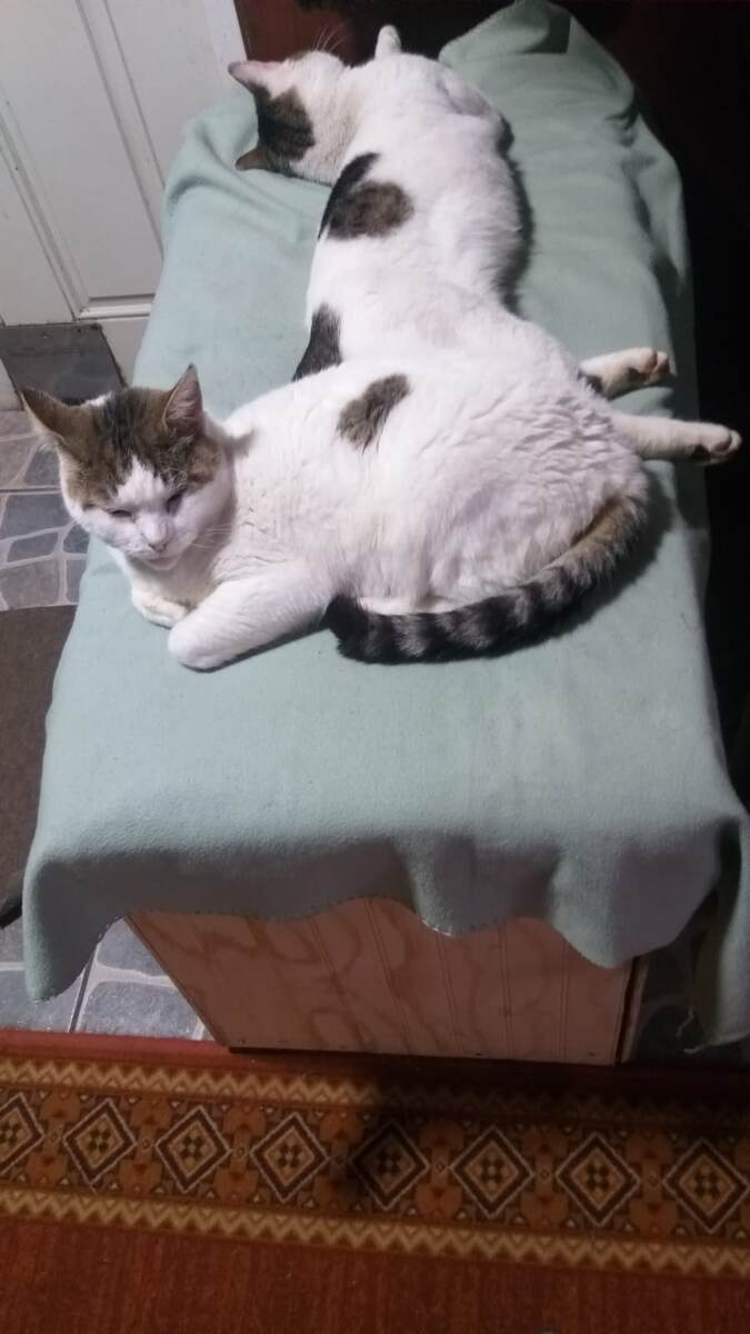 Молли и Аристик