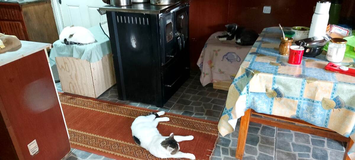 Молли, Аристик и Нефертити