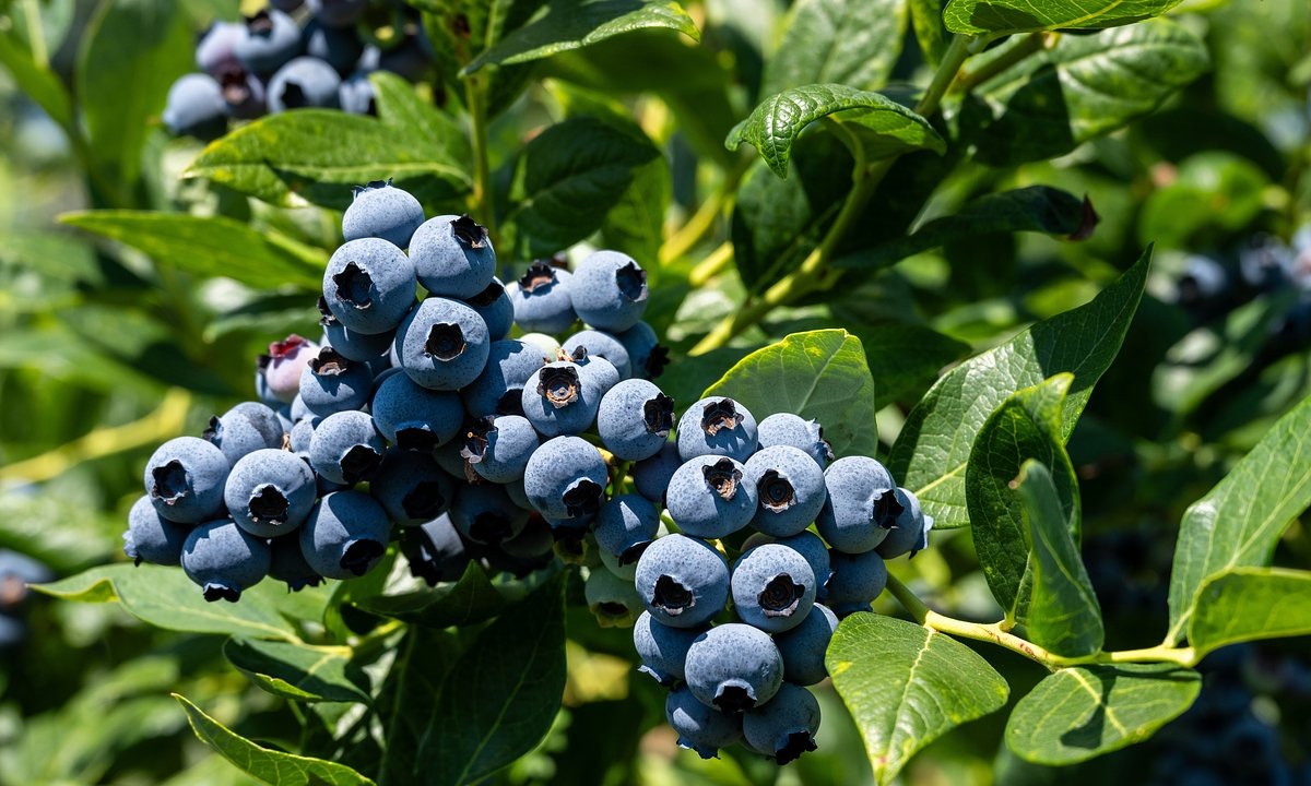 Долгожданные ягоды Голубики