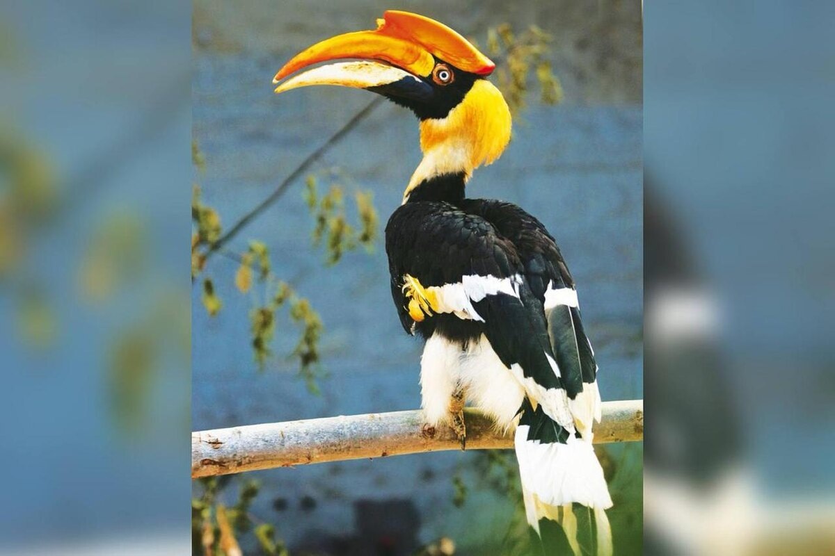 Вот этот красавец