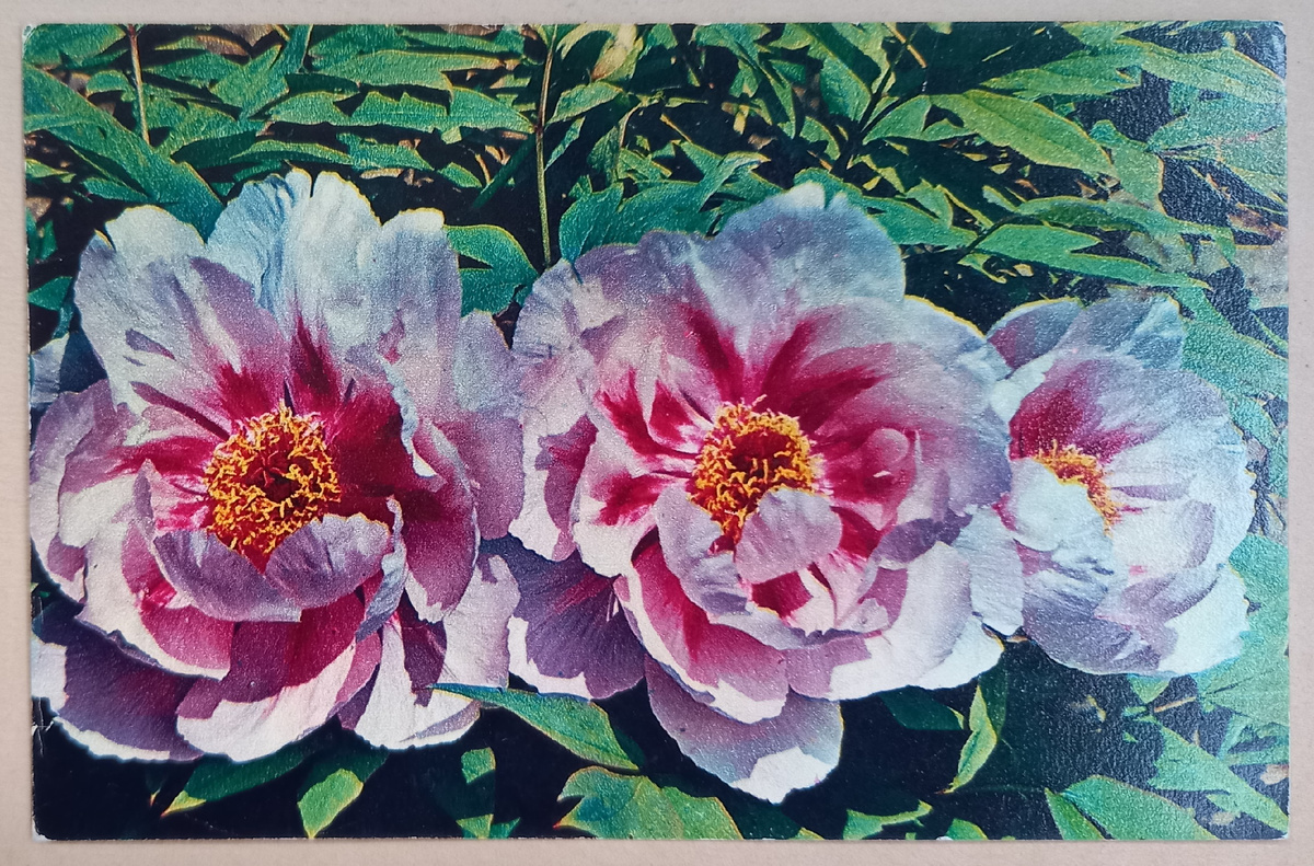 1976 г.. Пионы. Фото В. Седова. Издательство "Планета". Тираж 3 млн. экз.. Из коллекции автора. 