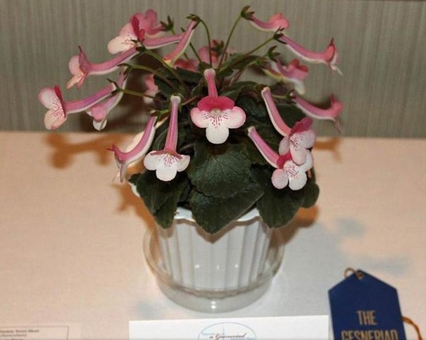 Фото Лан Цзюнь Ву