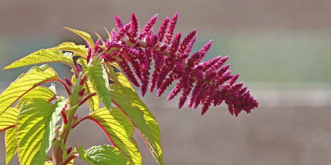Зерно, за которое конкистадоры казнили: как амарант стал самым первым запрещённым растением в истории